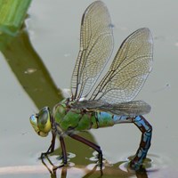 Anax imperator Sur le Nature-Guide de RikenMon