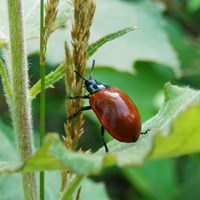 Chrysomela populi on RikenMon's Nature-Guide