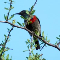 Cinnyris chalybeus на Nature-Guide RikenMon в