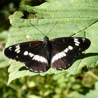 Limenitis camilla En la Guía-Naturaleza de RikenMon