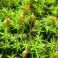 Polytrichum commune на Nature-Guide RikenMon в