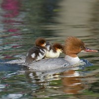 Mergus merganser op RikenMon's Natuurgids