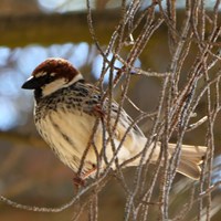 Passer hispaniolensis Sur le Nature-Guide de RikenMon