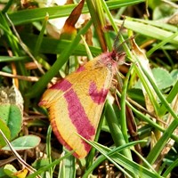 Lythria cruentaria Em Nature-Guide de RikenMon
