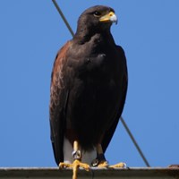 Parabuteo unicinctus op RikenMon's Natuurgids