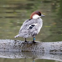 Mergellus albellus on RikenMon's Nature-Guide