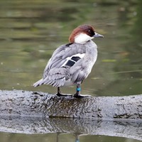 Mergellus albellus En la Guía-Naturaleza de RikenMon