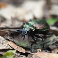 Calosoma inquisitor 在RikenMon的自然指南