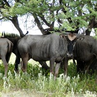 Connochaetes taurinus op RikenMon's Natuurgids