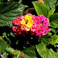 Lantana camara Sur le Nature-Guide de RikenMon