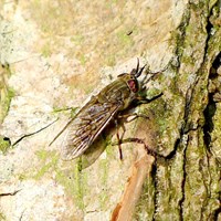 Haematopota pluvialis su guida naturalistica di RikenMon