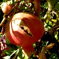 Punica granatum En la Guía-Naturaleza de RikenMon