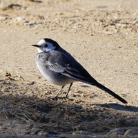 Motacilla alba on RikenMon's Nature-Guide