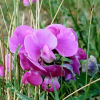 Lathyrus sylvestris Sur le Nature-Guide de RikenMon