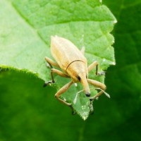 Lixus iridis op RikenMon's Natuurgids