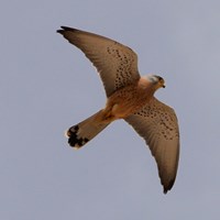 Falco naumanni En la Guía-Naturaleza de RikenMon