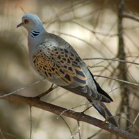 Streptopelia turtur на Nature-Guide RikenMon в