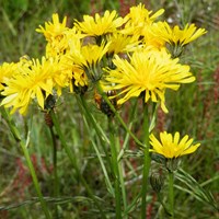 Crepis biennis 在RikenMon的自然指南