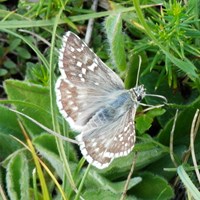 Pyrgus malvae Sur le Nature-Guide de RikenMon