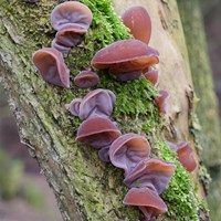 Auricularia auricularia-judea 在RikenMon的自然指南