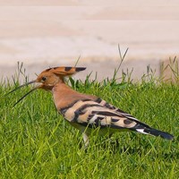 Upupa epops En la Guía-Naturaleza de RikenMon