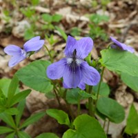 Viola reichenbachiana на Nature-Guide RikenMon в