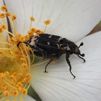 Valgus hemipterus Sur le Nature-Guide de RikenMon