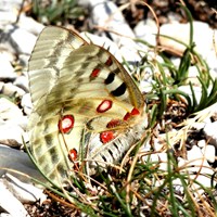 Parnassius phoebus Em Nature-Guide de RikenMon