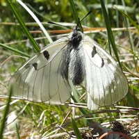 Parnassius mnemosyne Auf RikenMons Nature-Guide