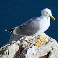 Larus michahellis  在RikenMon的自然指南