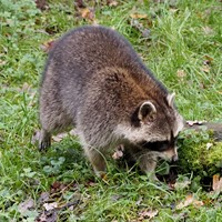 Procyon lotor su guida naturalistica di RikenMon