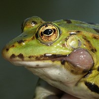 Rana esculenta En la Guía-Naturaleza de RikenMon