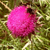 Carduus nutans su guida naturalistica di RikenMon