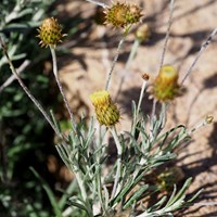 Phagnalon saxatile su guida naturalistica di RikenMon