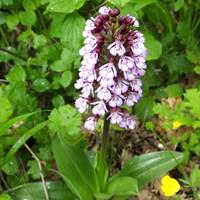 Orchis purpurea 在RikenMon的自然指南