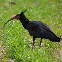 Geronticus eremita op RikenMon's Natuurgids