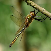 Cordulia aenea Sur le Nature-Guide de RikenMon