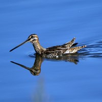 Gallinago gallinago su guida naturalistica di RikenMon