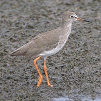 Tringa totanus En la Guía-Naturaleza de RikenMon