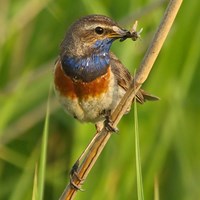 Luscinia svecica su guida naturalistica di RikenMon