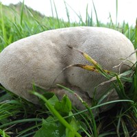 Calvatia gigantea op RikenMon's Natuurgids