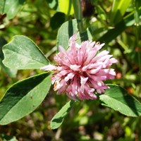 Trifolium medium Sur le Nature-Guide de RikenMon