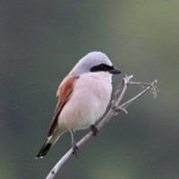 Lanius collurio En la Guía-Naturaleza de RikenMon