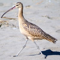 Numenius phaeopus на Nature-Guide RikenMon в