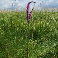 Lythrum salicaria su guida naturalistica di RikenMon