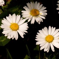 Bellis perennis En la Guía-Naturaleza de RikenMon