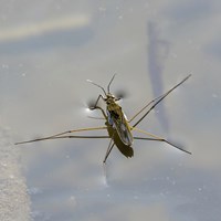 Gerris lacustris on RikenMon's Nature-Guide