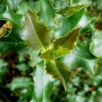 Ilex aquifolium 在RikenMon的自然指南