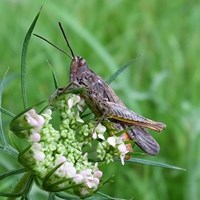 Chorthippus brunneus 在RikenMon的自然指南