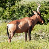 Alcelaphus buselaphus su guida naturalistica di RikenMon